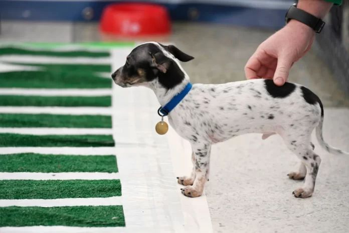 Puppy Bowl 2022: Hosts, channel, start time for annual puppy showdown