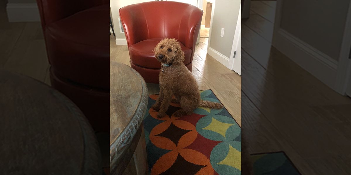 Kona the Dog on Day 3 of the 2022 NFL Draft