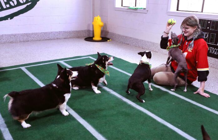 2023 Puppy Bowl: How To Watch, Start Time, and Streaming of the Super Bowl Pre-Game Show