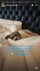 Screengrab of Danielle Collins' Instagram stories (@danimalcollins)