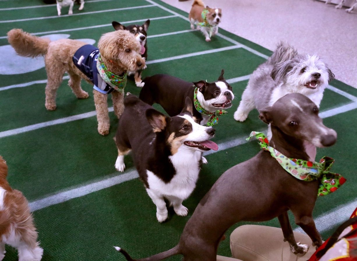 A group of dogs get ready to have a football tossed to them by Camp Counselor G Haley during the Safari Pet Resort's Annual Super Puppy Bowl, on Friday, Feb. 11, 2022.